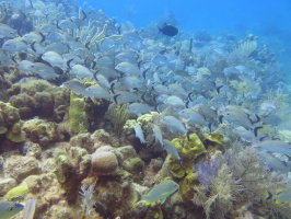 52 Bluestriped Grunts on the Reef IMG 3770